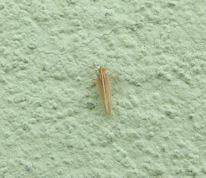 Stenocranus sp.